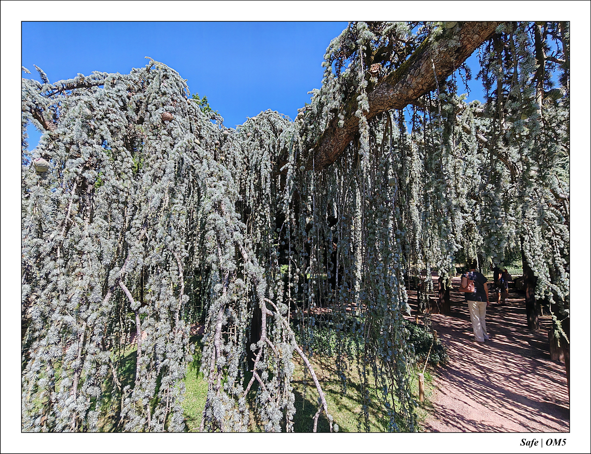 2025 - 08 - Vallée des loups - 24